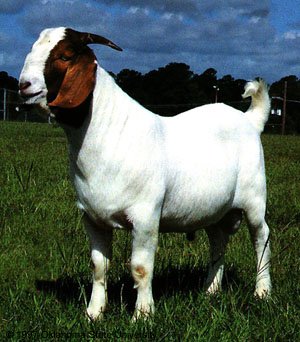 goat