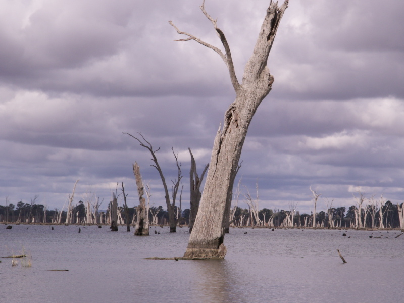 dead trees